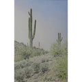 Saguaros Against a Pink Sky by Lee Phillips #560