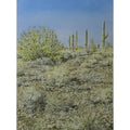 Saguaros and Mesquite by Lee Phillips #570