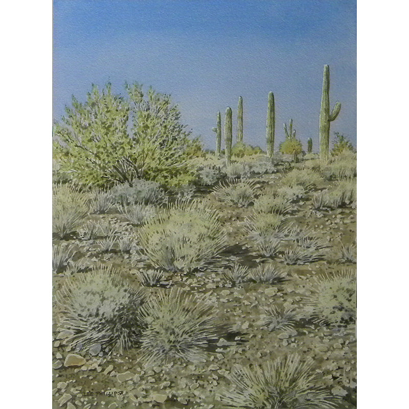 Saguaros and Mesquite by Lee Phillips #570