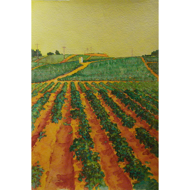Rolling Lettuce Fields by Lee Phillips #584