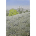 Saguaros, Palo Verde and Mountains by Lee Phillips #595