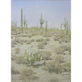 Prickly Pear and Saguaros by Lee Phillips #614